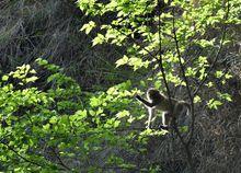 野生獼猴