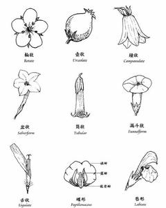 （圖）花冠[植物學術語]