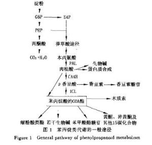 光敏色素