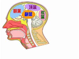 大腦半球