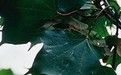 大翅色木槭（變種）