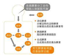 恆壽堂酵素桶