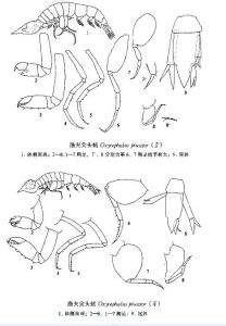 漁夫尖頭戎