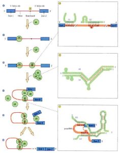 mRNA5`帽子