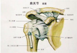 肩關節