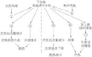 體溫調節機制