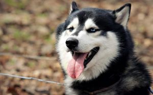 Siberian Husky