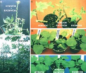 （圖）非洲木薯花葉病毒