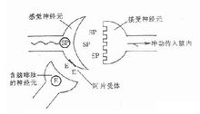 含內啡肽的神經元