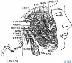 顱內非特異性感染