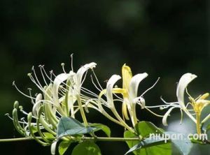 藤本植物--金銀花
