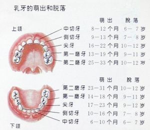 乳牙