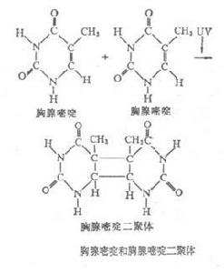 自發突變