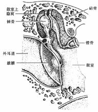 聽小骨和鼓膜