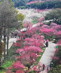 中國杭州超山梅花節