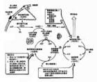 糖原貯積病Ⅴ型