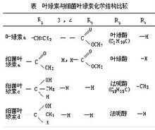 光合細菌