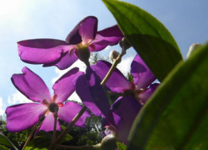 冰川翠雀花