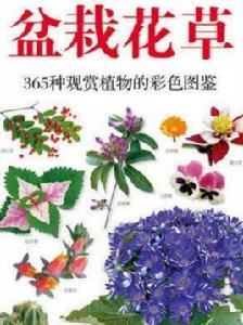 芳香花卉