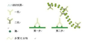 C反應蛋白