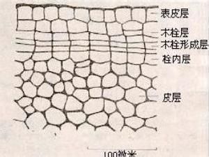 木栓離層