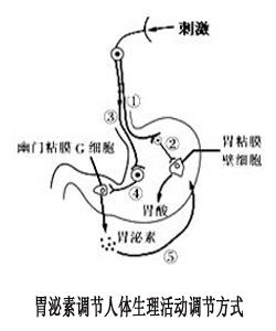 胃泌素