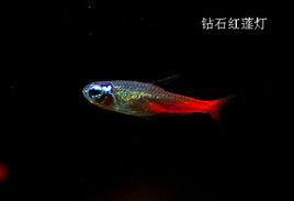 鑽石紅蓮燈魚