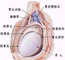 輸精管疼痛