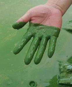 武漢東湖爆發“藍藻水華”