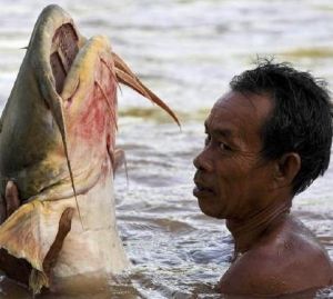 湄公河巨型鯰魚