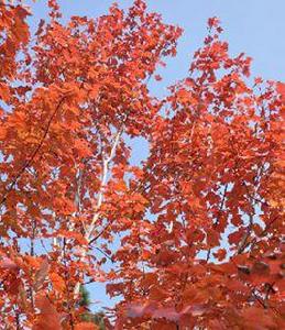 紅花槭