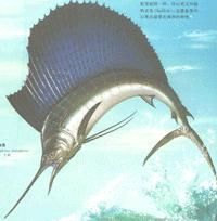 帆旗魚