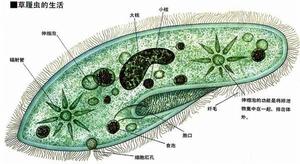 大草履蟲