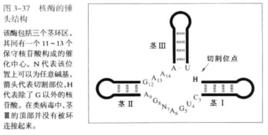 錘頭型核酶