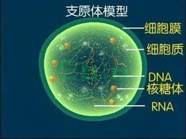 解脲支原體