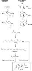 脫落酸的生物合成