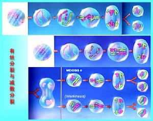 有絲分裂和減數分裂比較