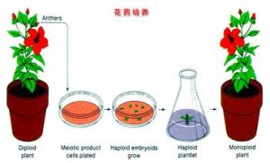 花葯離體培養法