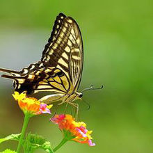 武夷山金斑喙鳳蝶