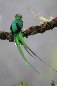 Resplendent quetzal