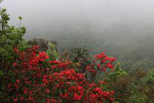 香山杜鵑