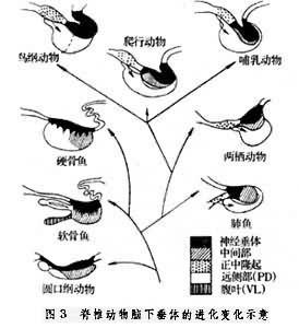 下丘腦－垂體系統