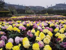 鳳凰花海[重慶市沙坪壩區鳳凰鎮]