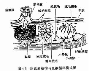 胎盤的過早分離