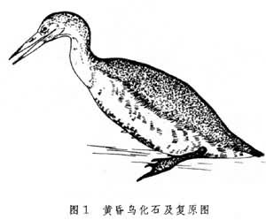 鳥綱（化石）