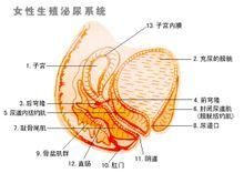 縮陰丹