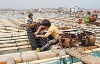 南日島鮑魚養殖場