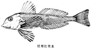 新喀里多尼亞紅娘魚