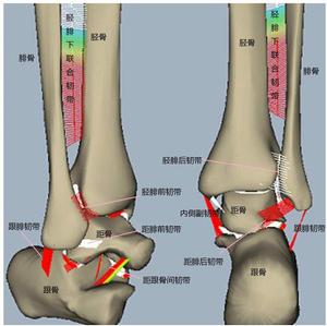 踝關節生物力學