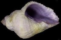 梨形珊瑚螺